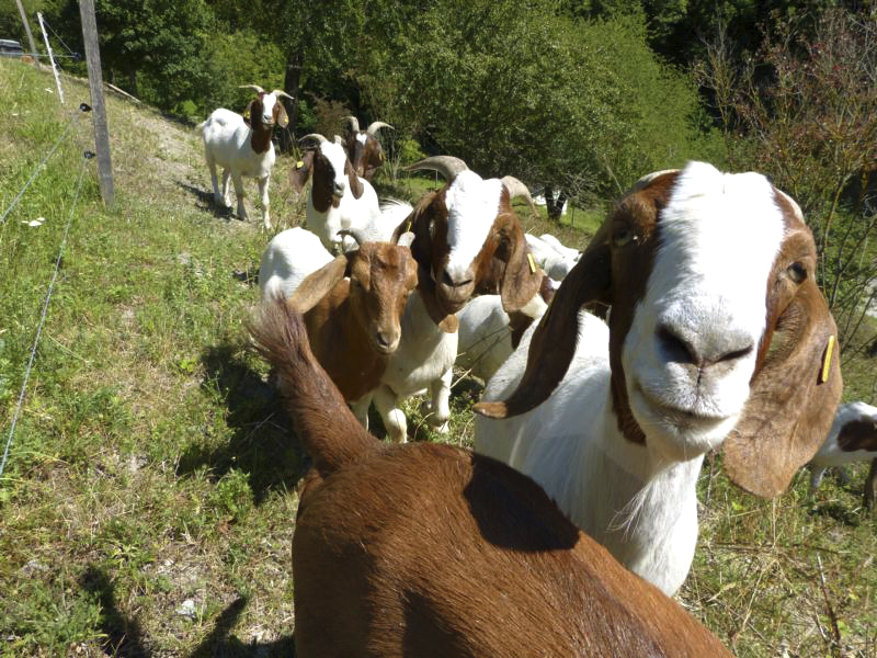 Die Stiftung für eine zukunftsorientierte Landschaftspflege